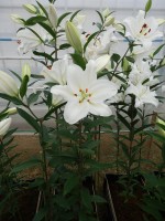 [5346 Snow Patrol 16 ST No02.JPG]